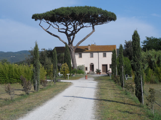 BOLGHERI DOC POGGIO AL GRILLO - CERALTI