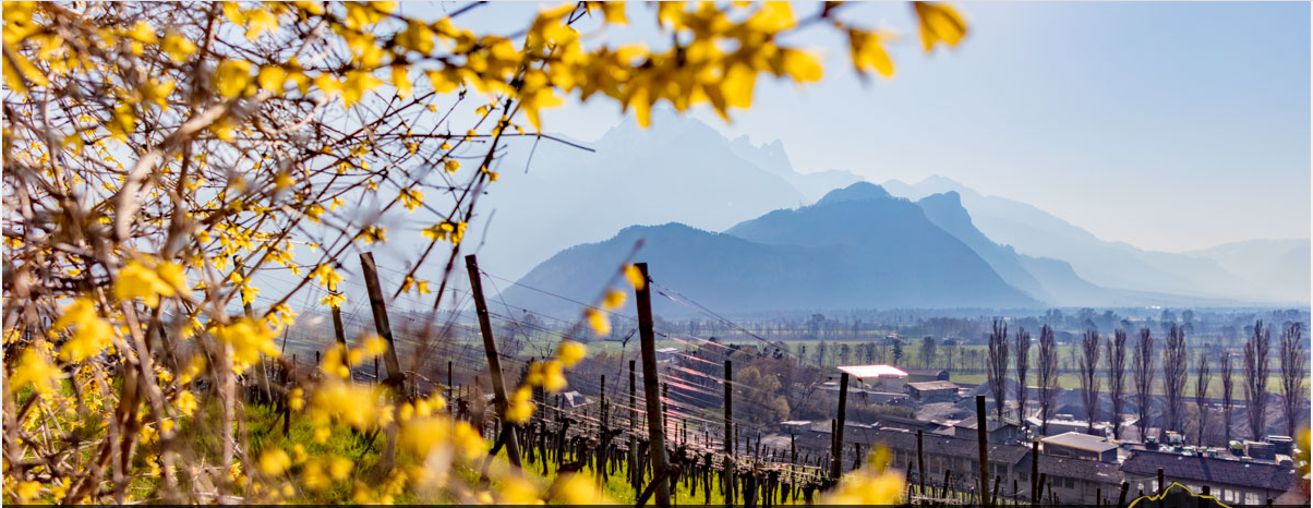 Gonzen Wein, Sargans